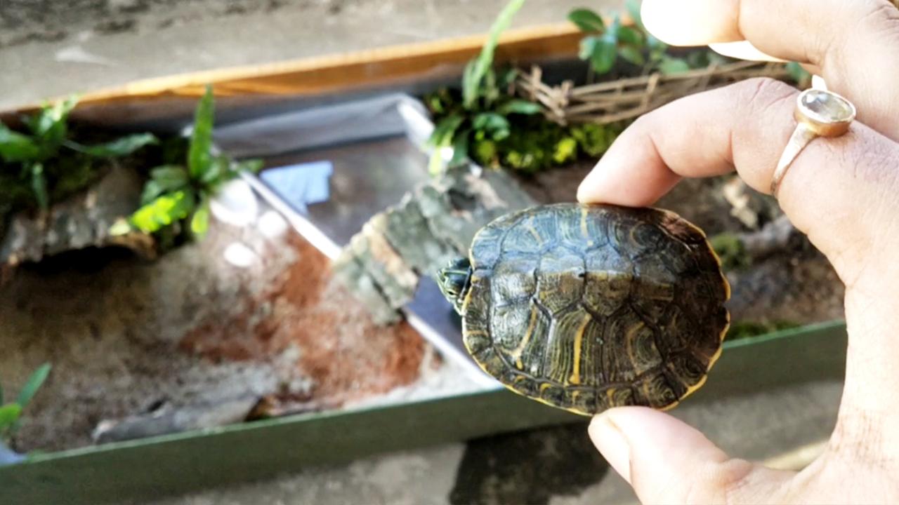 17_adding-turtle-to-habitat_1a.jpg