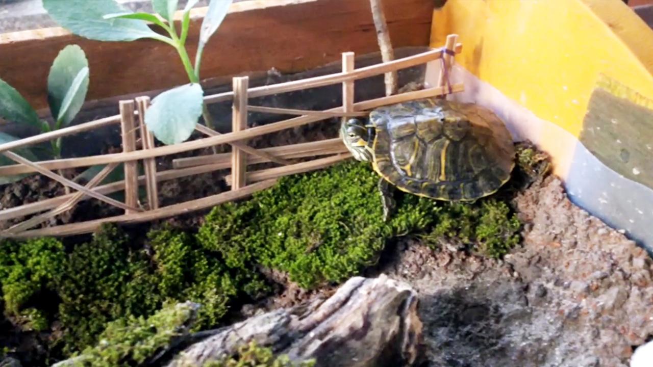 17_adding-turtle-to-habitat_2.jpg