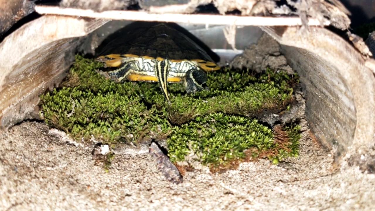17_adding-turtle-to-habitat_4.jpg