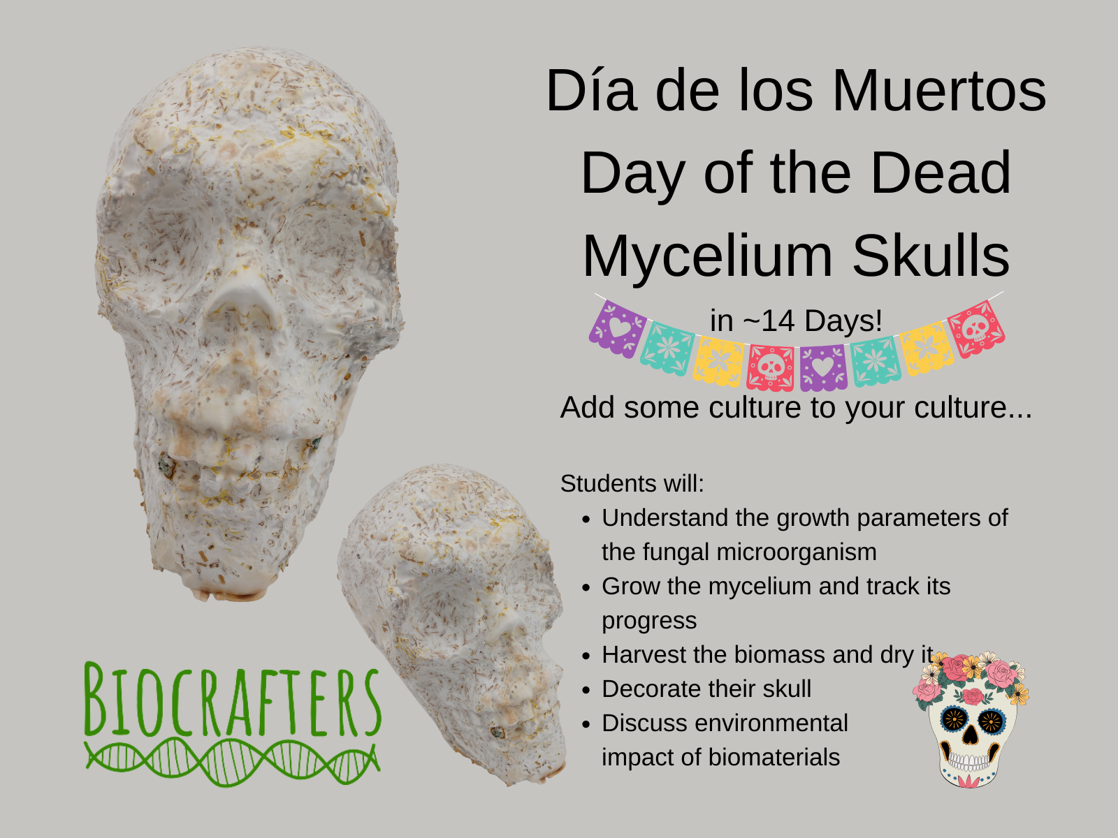 BC-mycelium skulls Cover.png