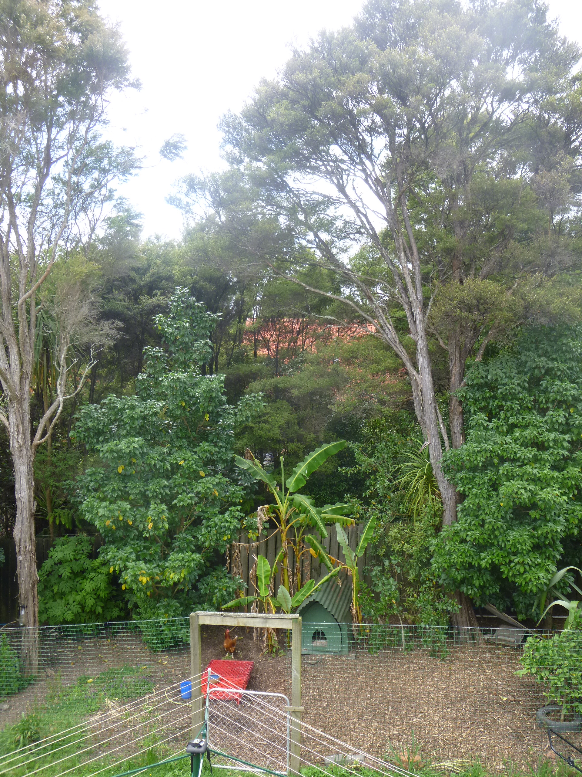 Bananas under Kanuka.JPG