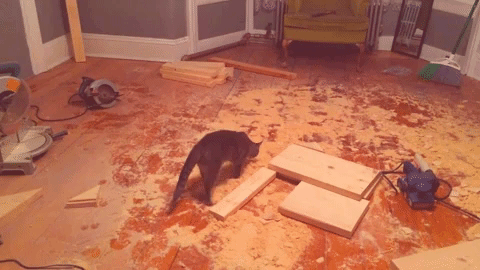 Cat GIF - Find &amp;amp; Share on GIPHY