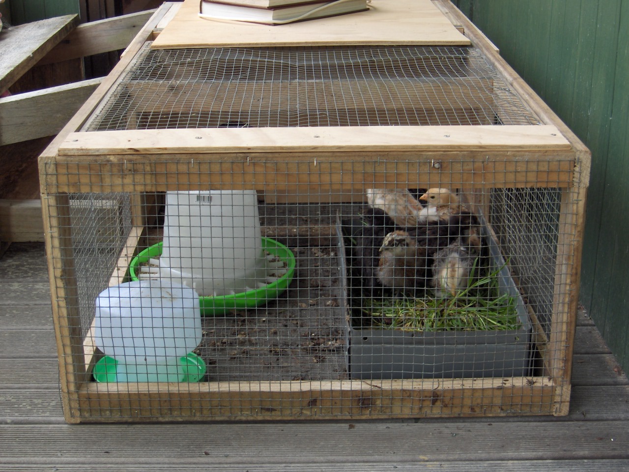 Chicks 071027 006.jpg