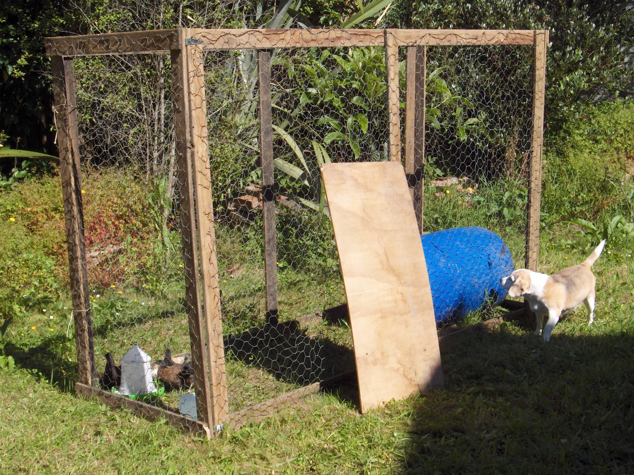 Chooks and cat 010.jpg