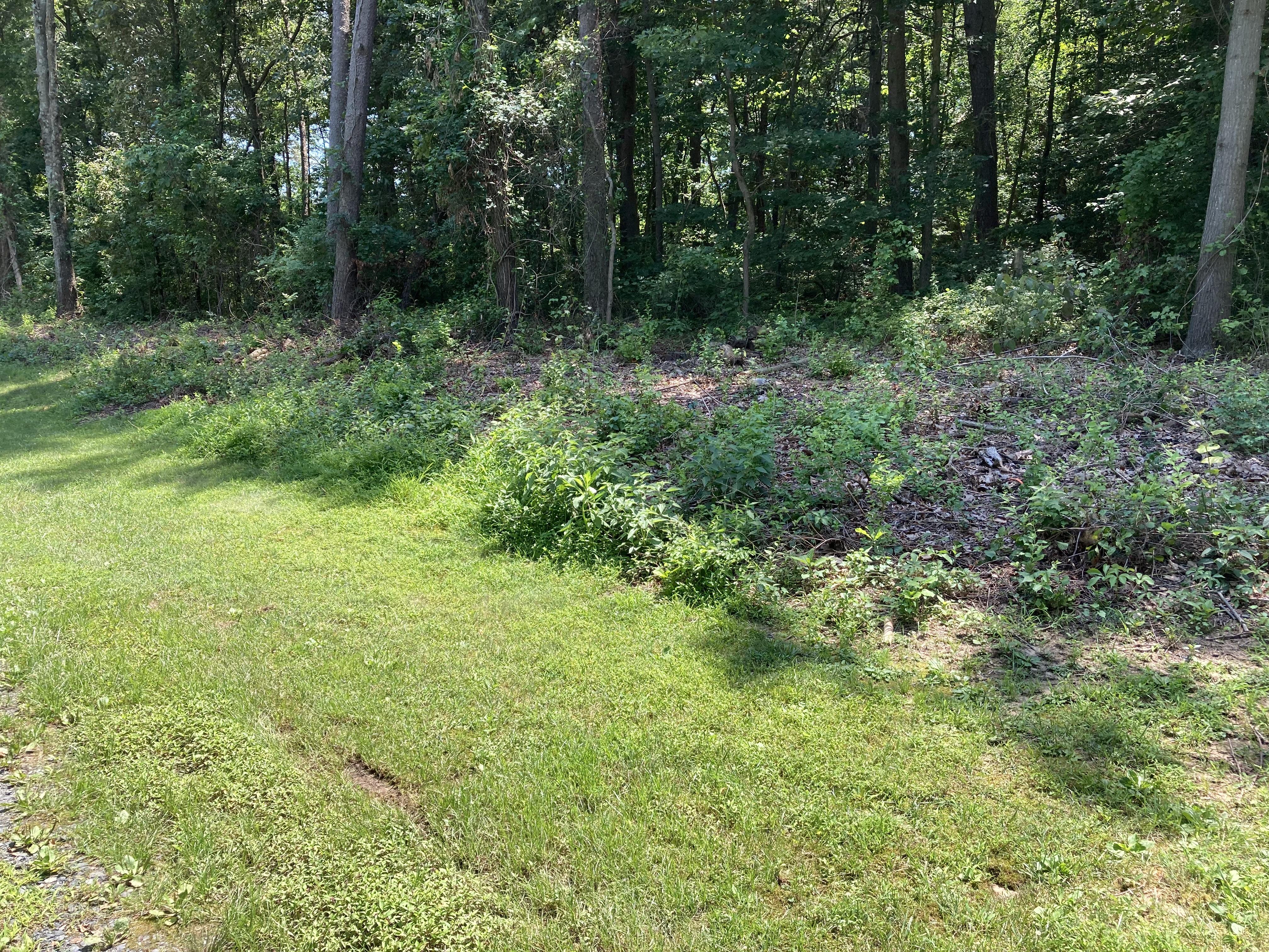 Cleared Wooded Area Further Up Trail.jpg