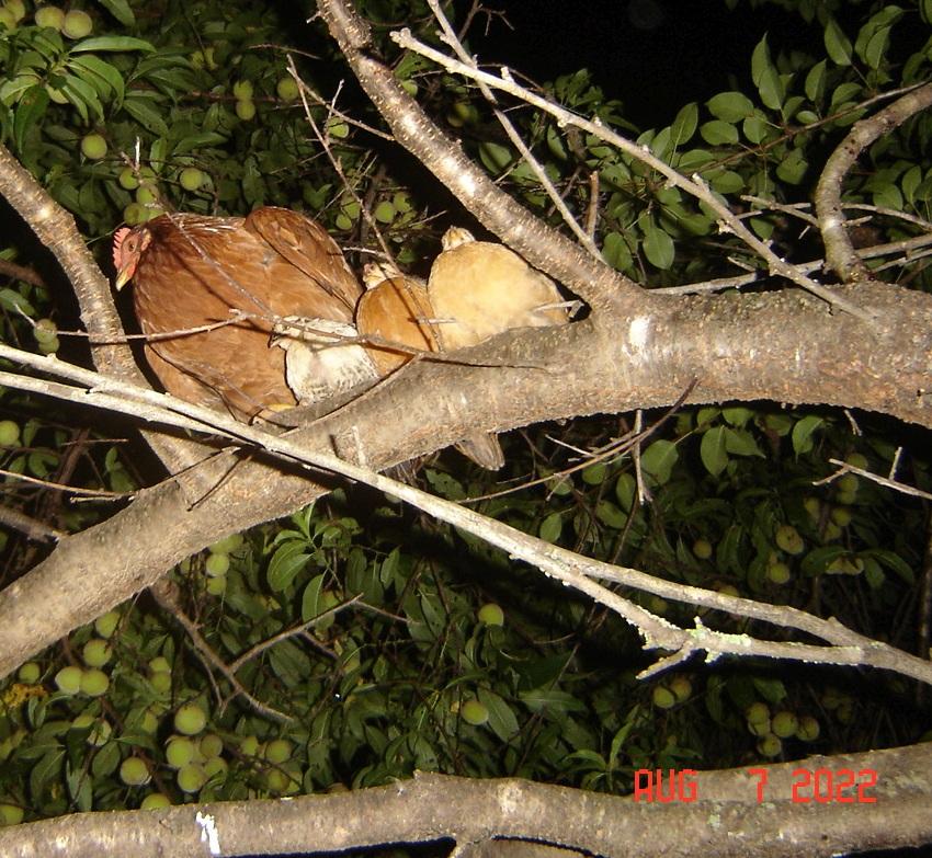 DSC00007 Close Crop.jpg