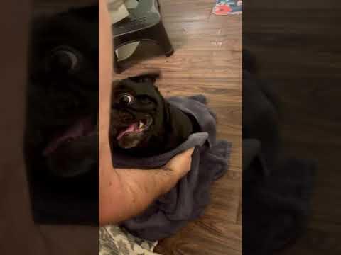 Drying Pug off