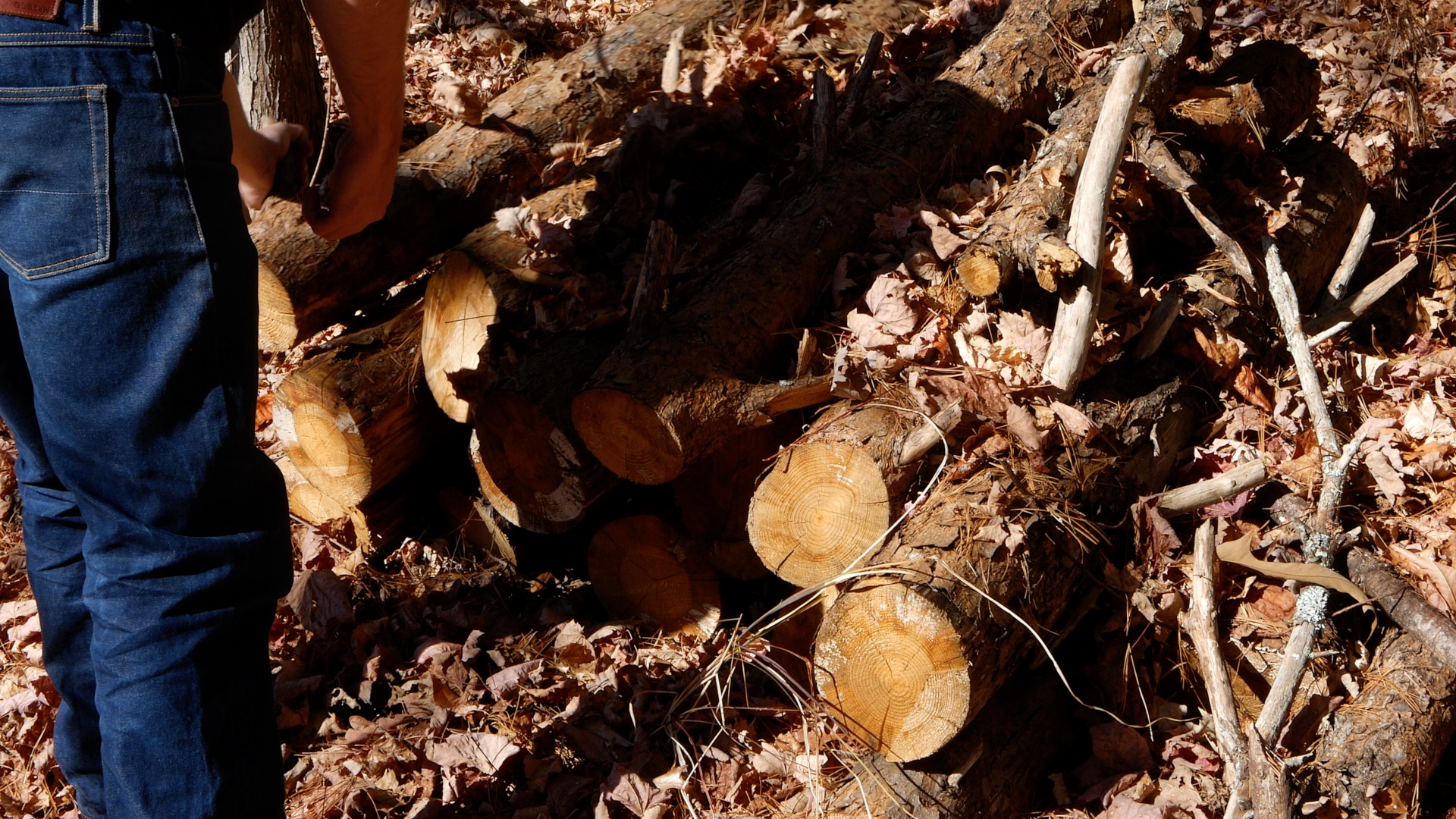 From Log To Bowl 1.jpg