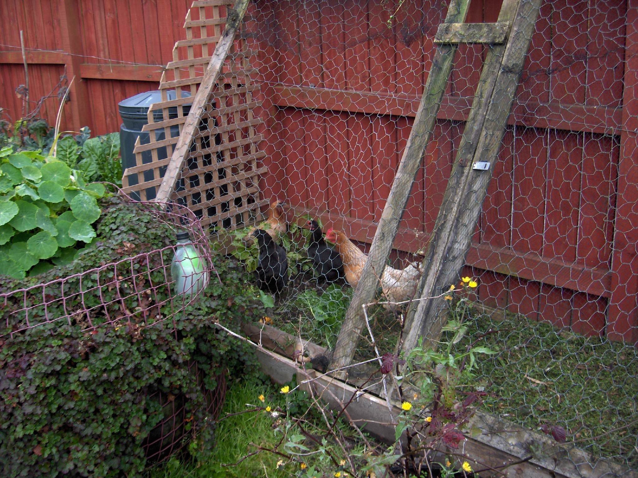 Gothic chook coop 162.JPG