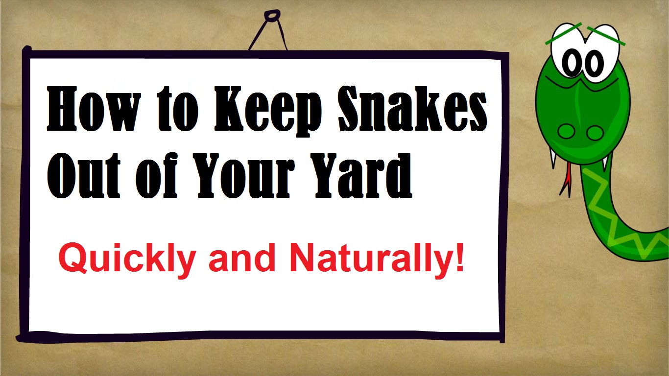How to Keep Snakes Away From House.jpg