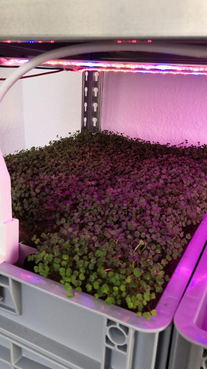 Microgreens Box Foto 001.jpeg
