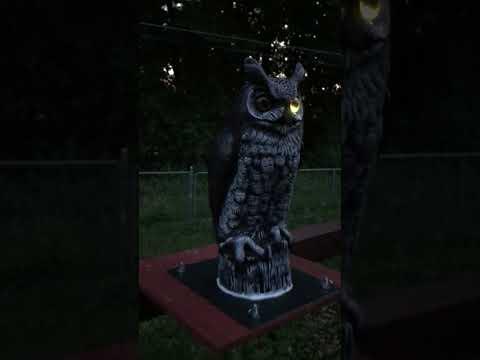 Owlbert at night