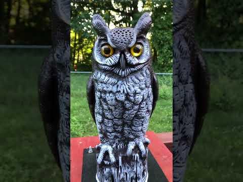 Owlbert with shorter on time