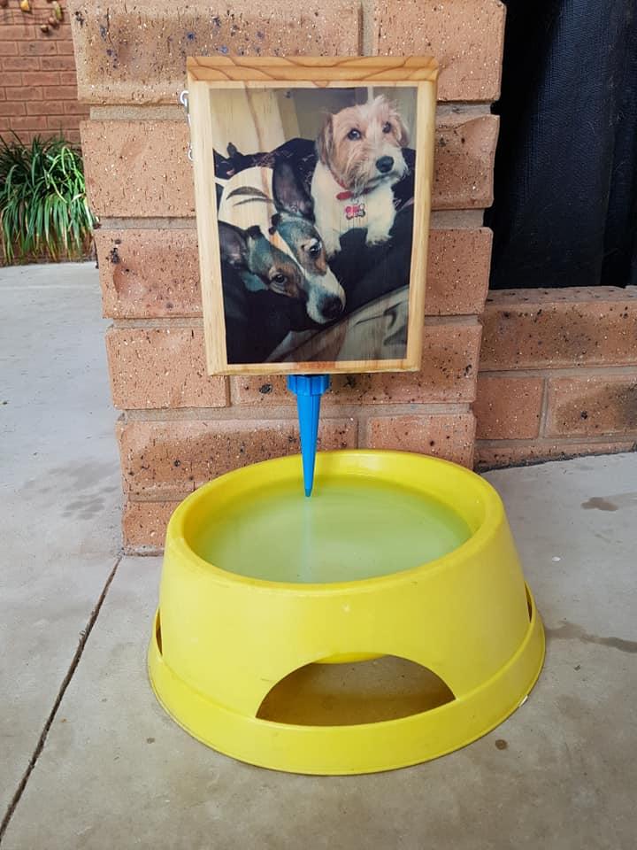 Pet automatic (8).jpg