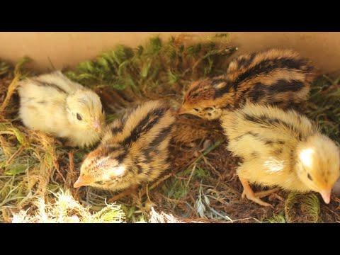 Quail Chick ICU RAW FOOTAGE