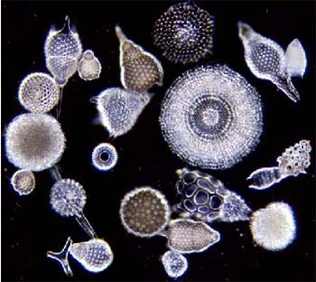 Radiolaria.jpg