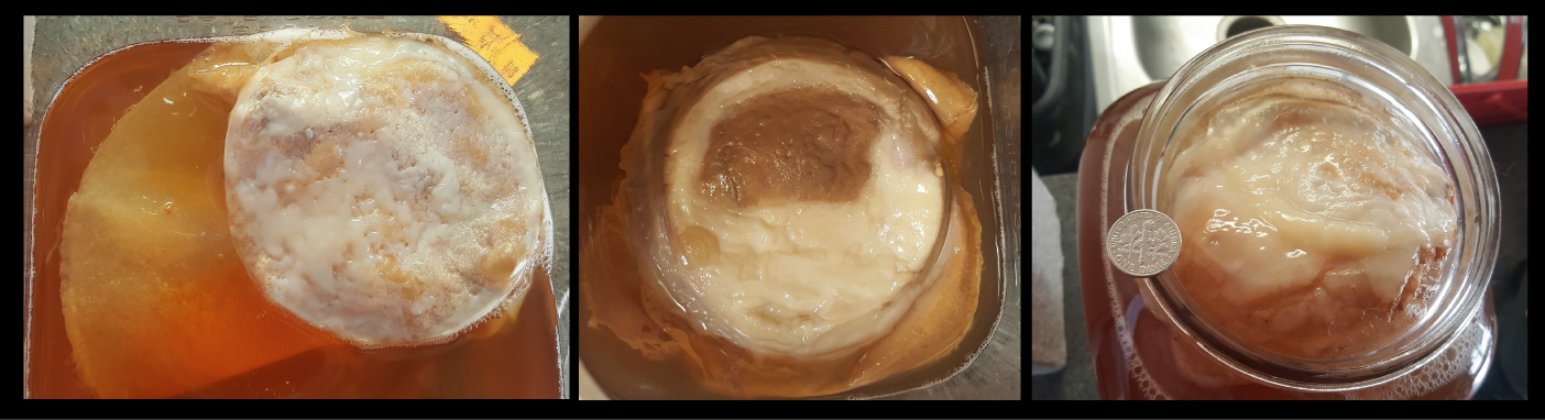 SCOBY_comparison.png