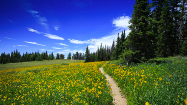 Screen Shot 2023-06-19 at 6.09.49 PM.png