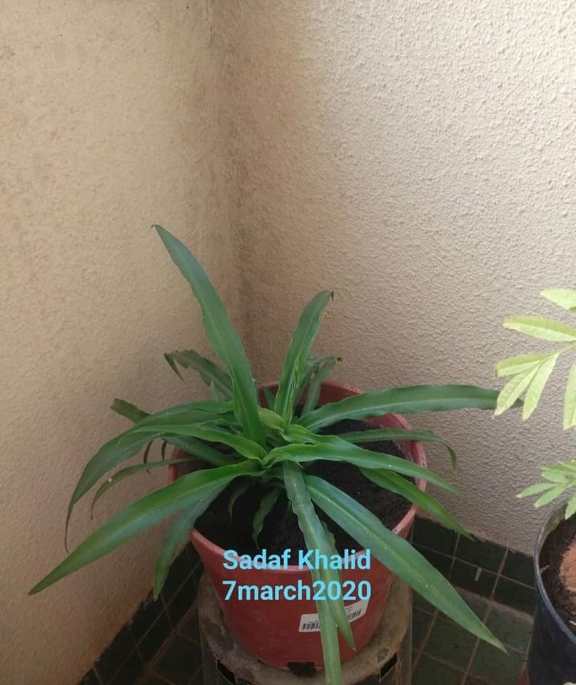 Spider Plant 4.jpeg