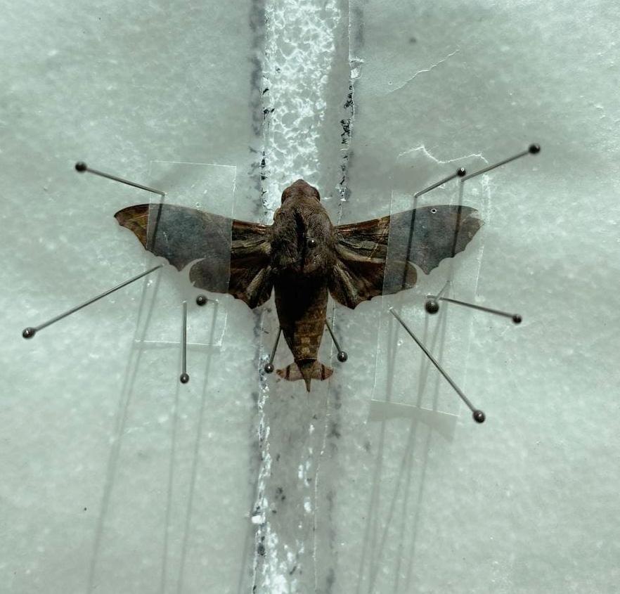 Step 5 Finished Spread.jpg