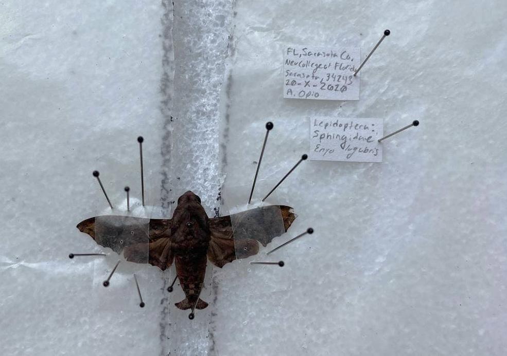 Step 6 Spread with Labels.jpg