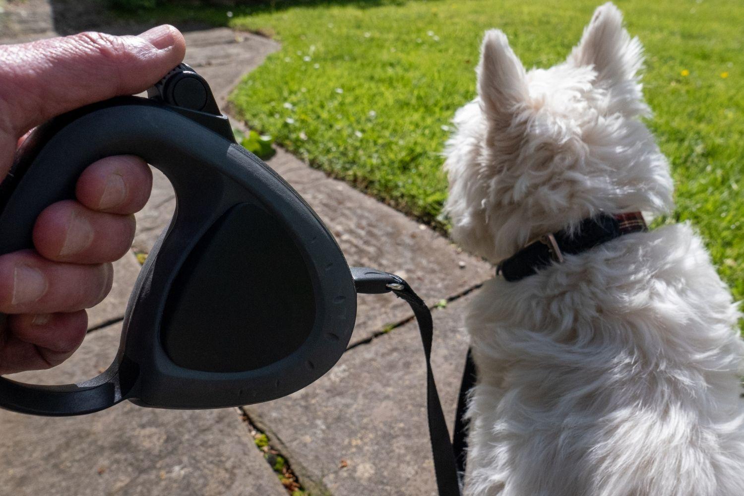 The_Best_Retractable_Dog_Leash-.jpg