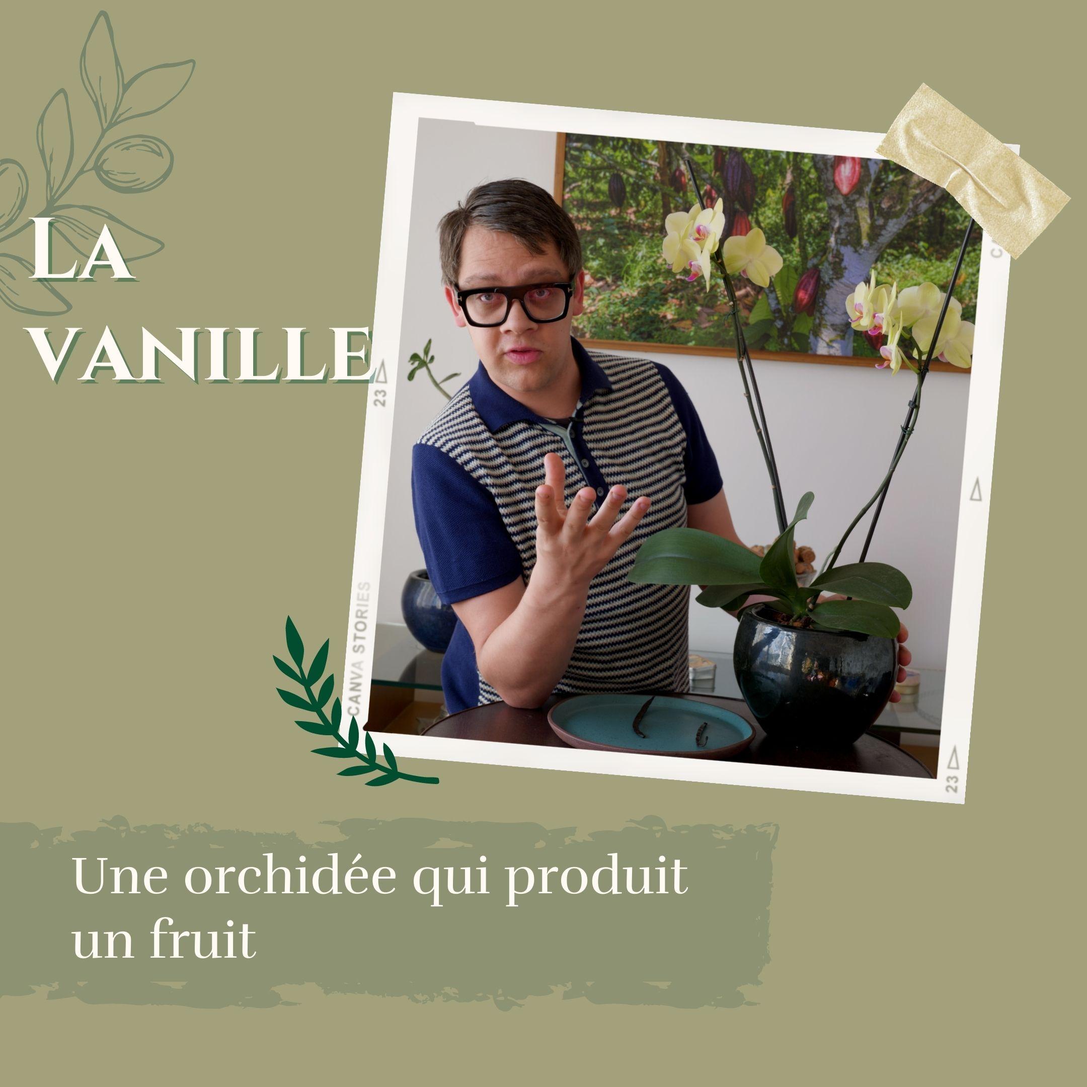 Une orchid&eacute;e qui produit un fruit.jpg