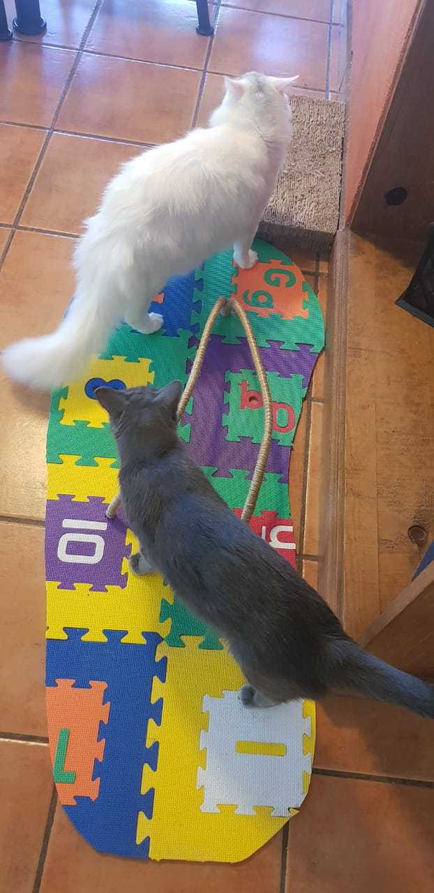 WhatsApp Image 2020-07-05 at 6.41.31 PM.jpeg