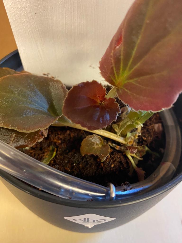 WhatsApp Image 2023-06-11 at 7.26.43 PM (3).jpeg