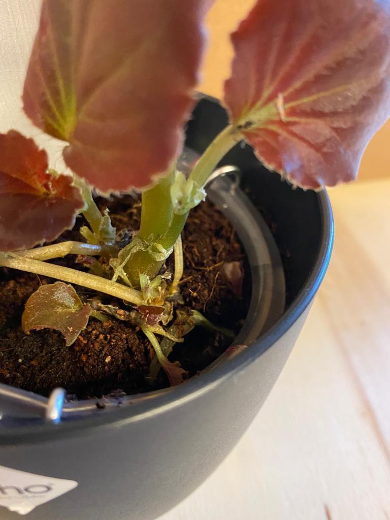 WhatsApp Image 2023-06-11 at 7.26.43 PM (4).jpeg