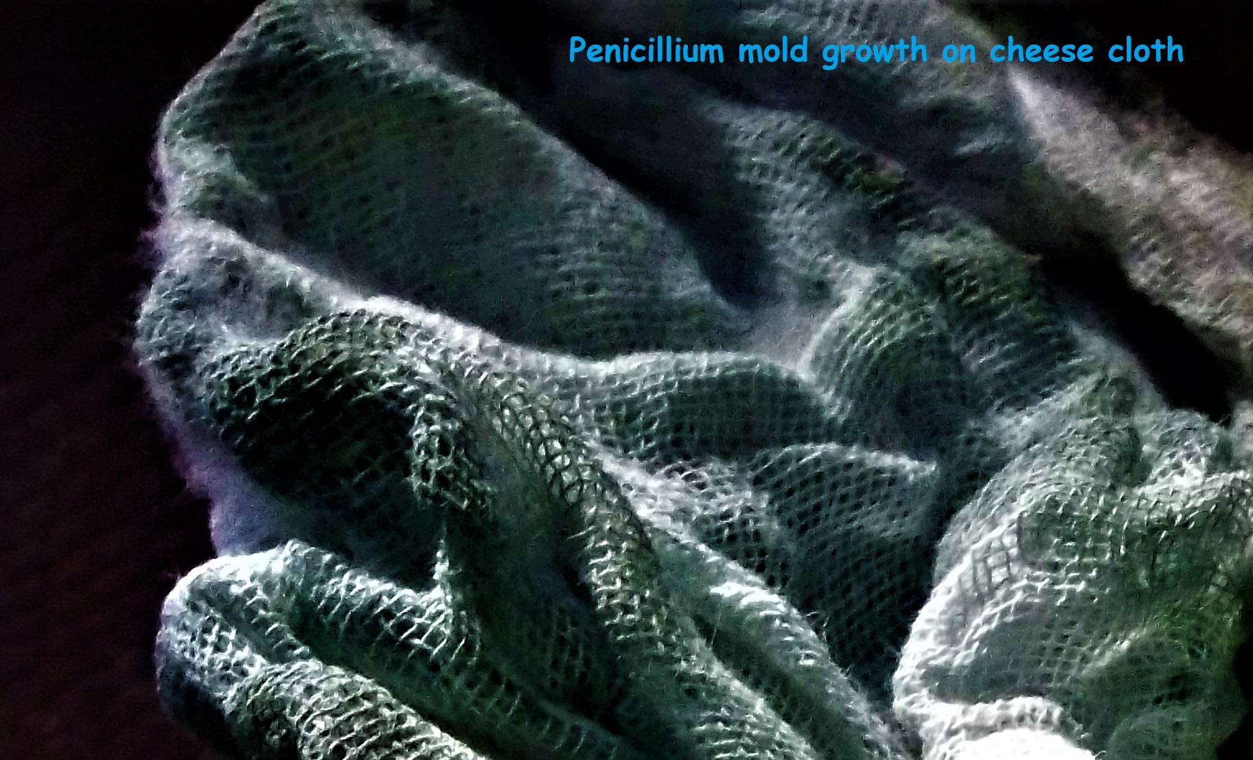 cheese cloth blue mold.JPG