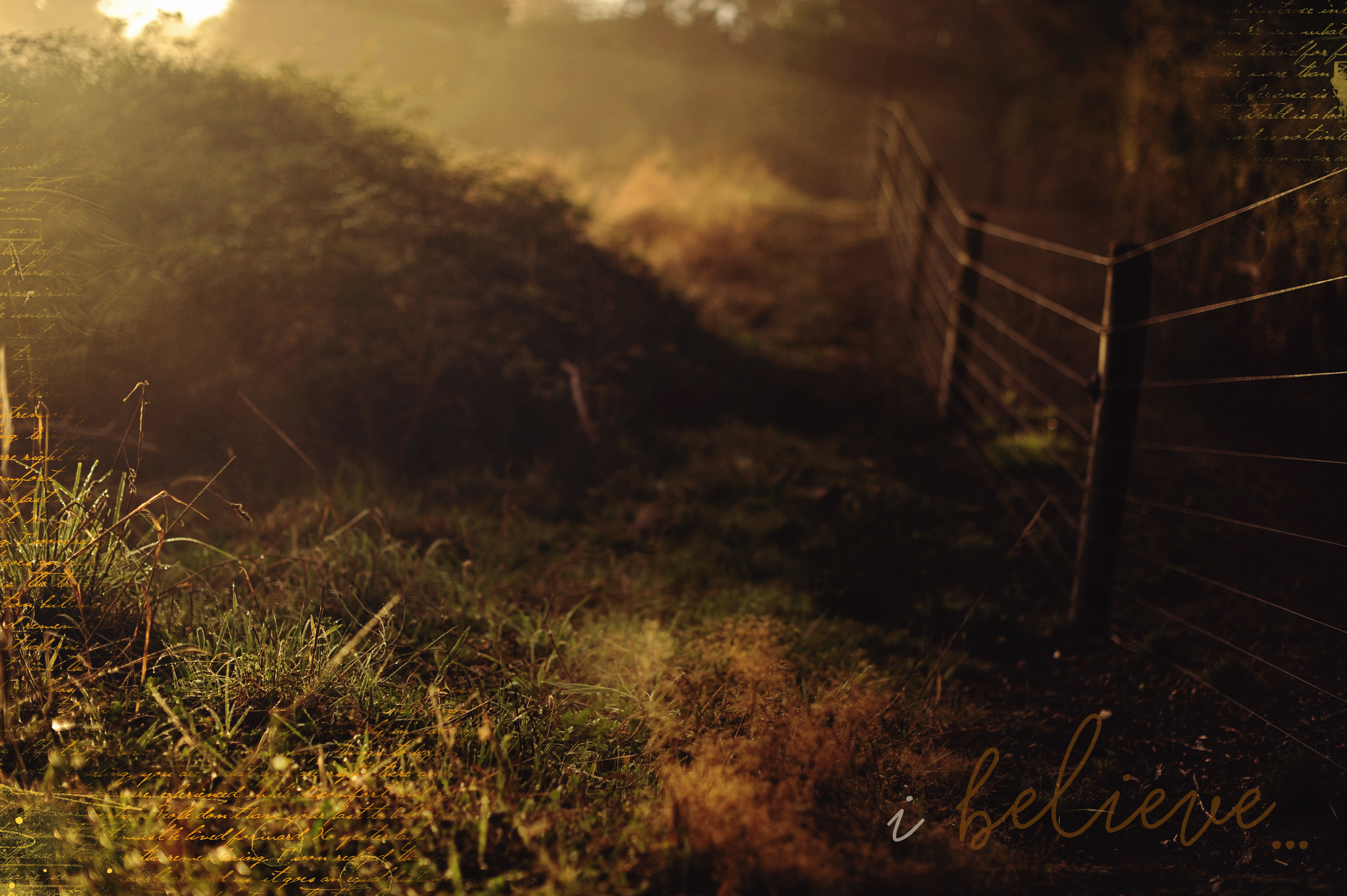 fenceline early light.jpg