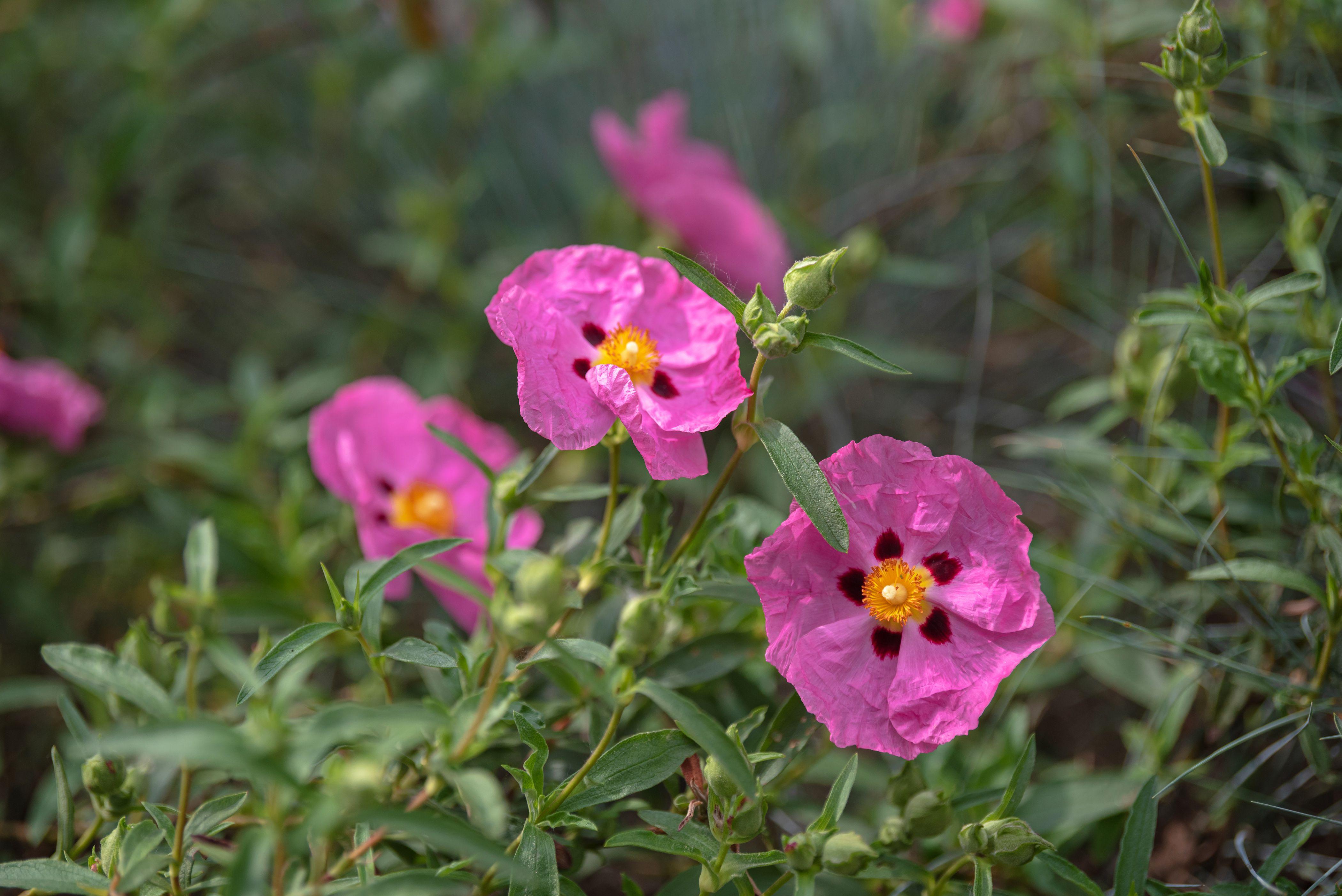 rock rose.jpg