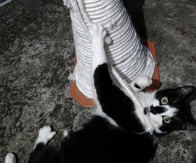 Cat Scratcher - Arranhador Para Gatos