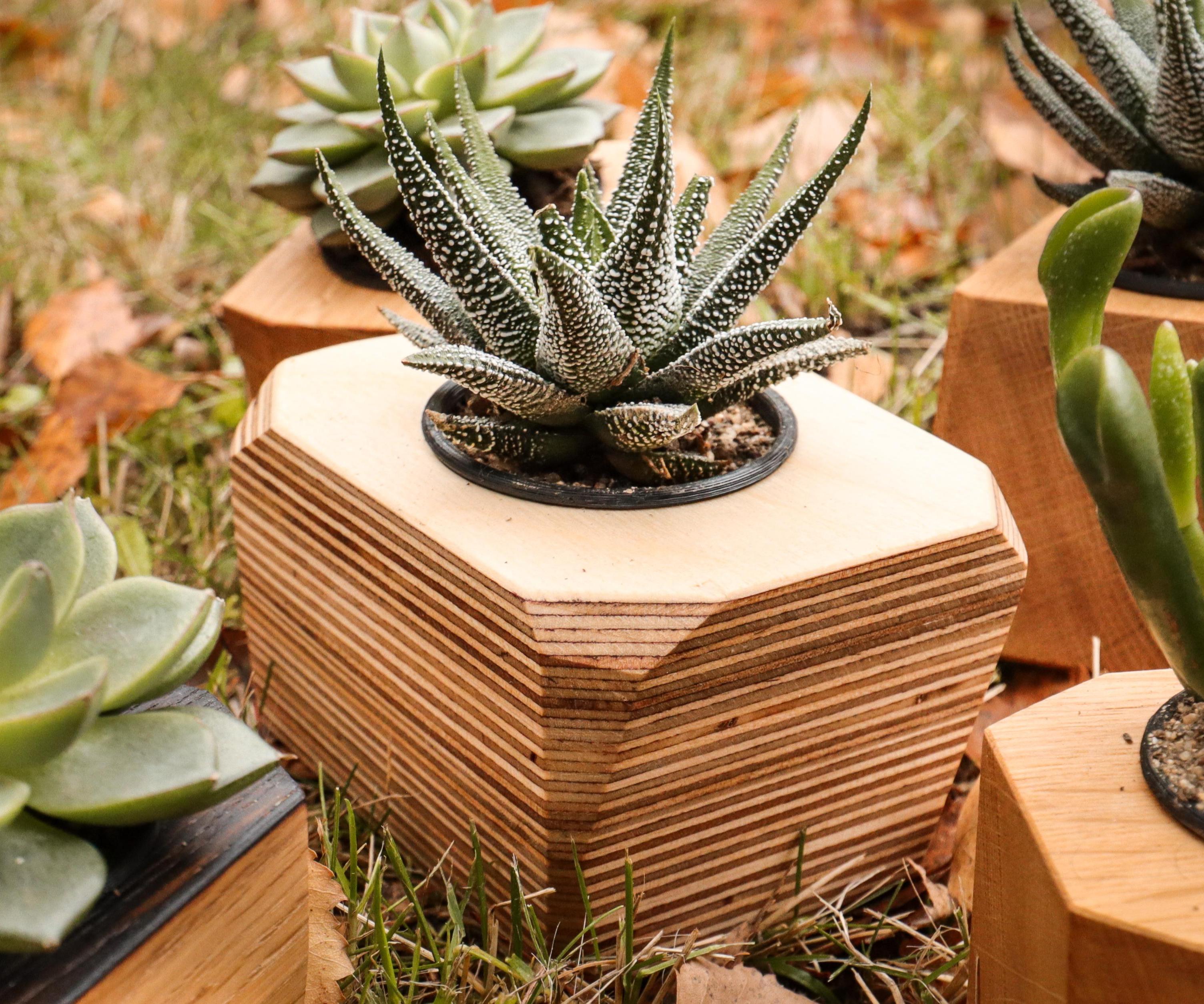 DIY Succulent Planter