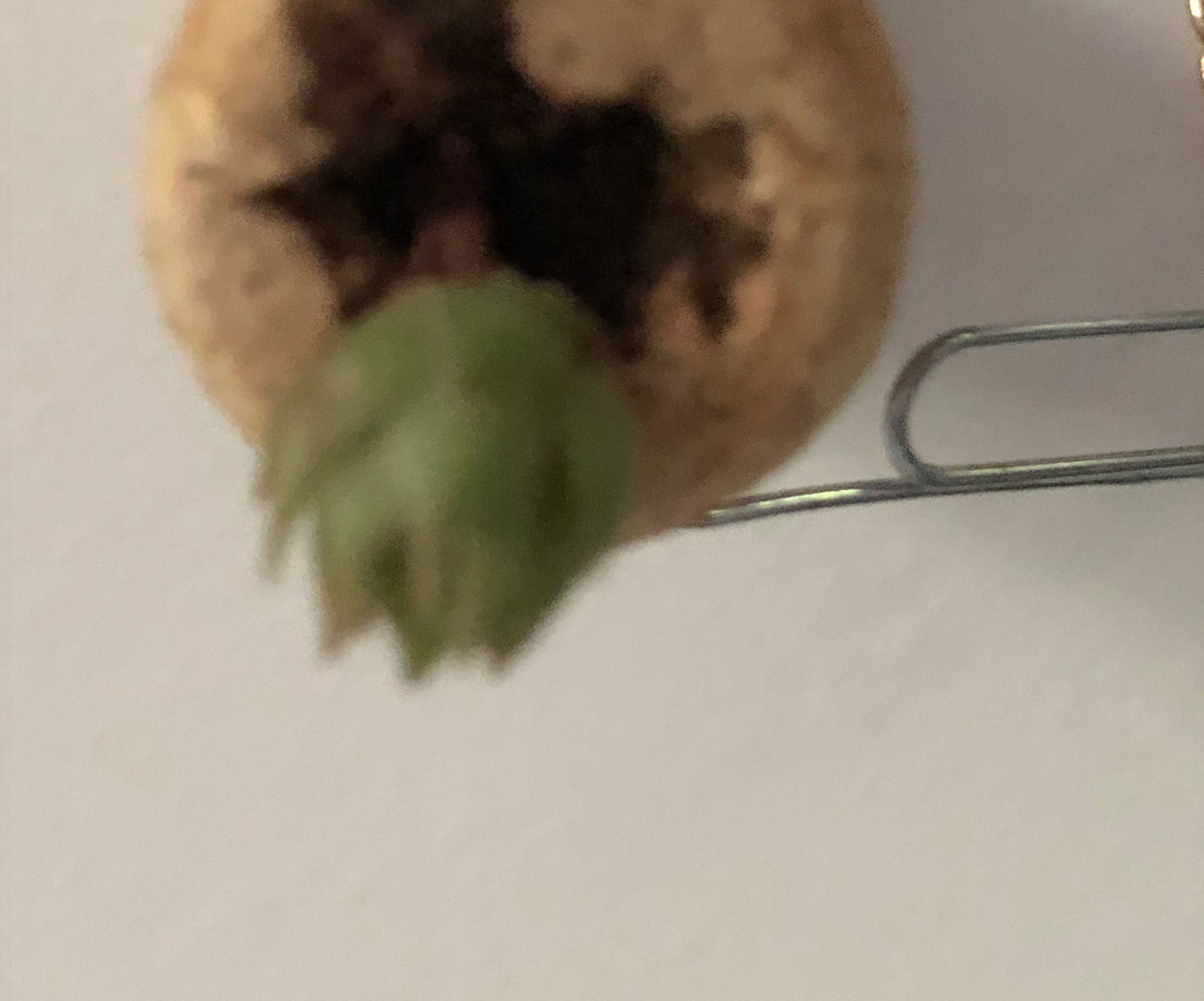 Smallest Succulent Planter Ever