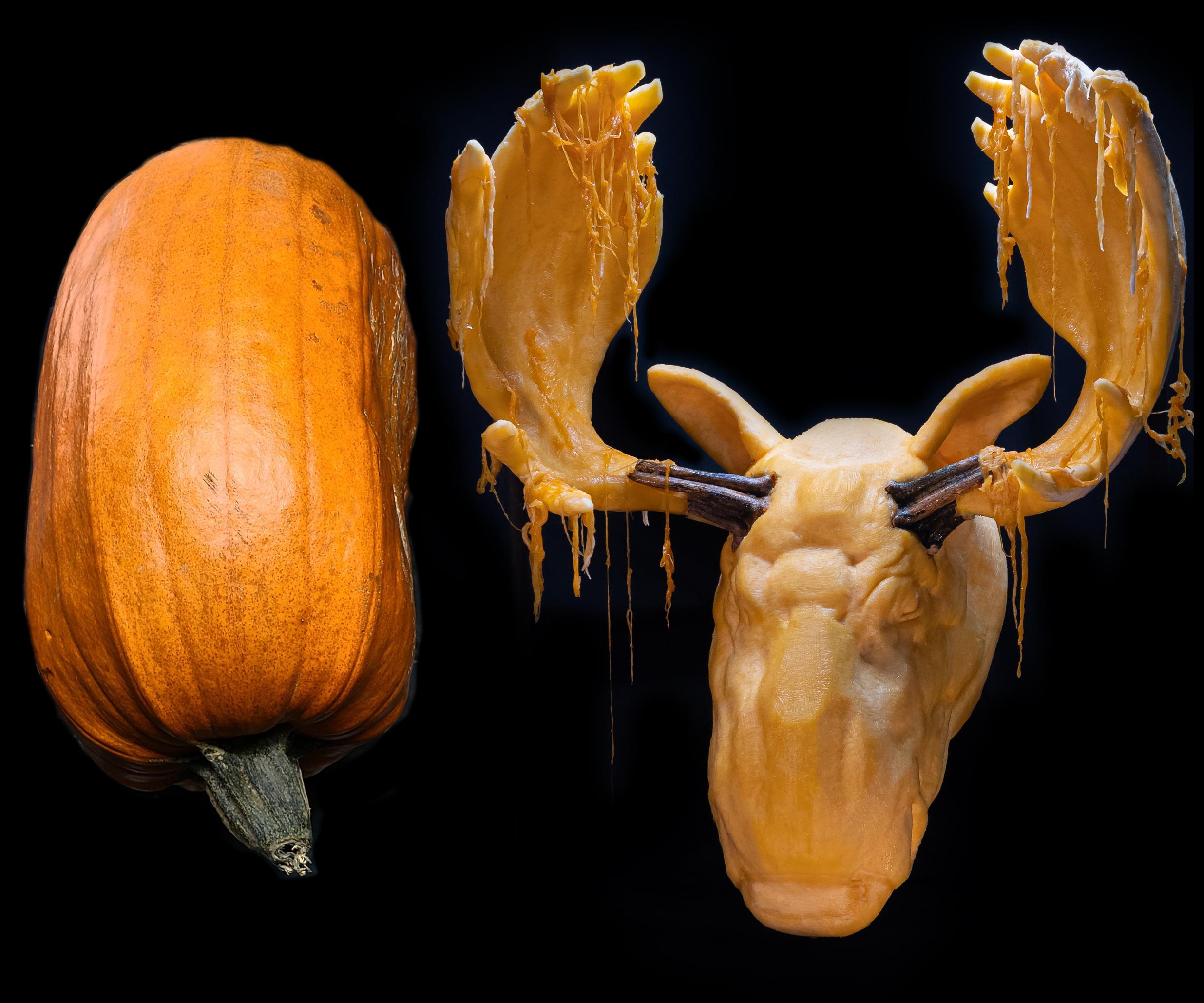 3D Moose Pumpkin Carving