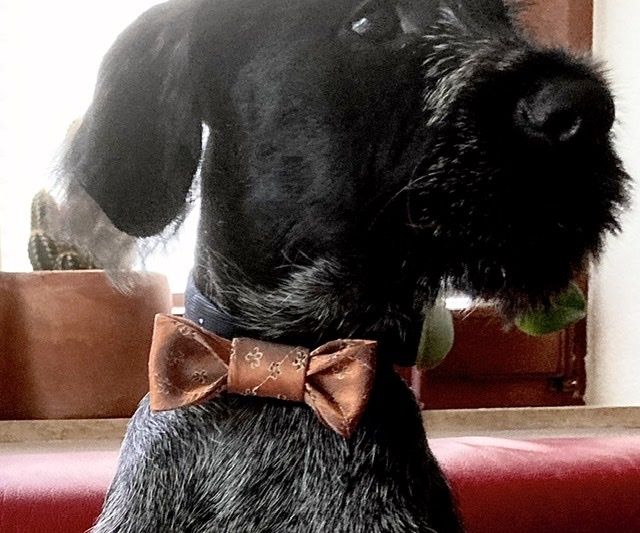 Tie to Bow-tie Collar