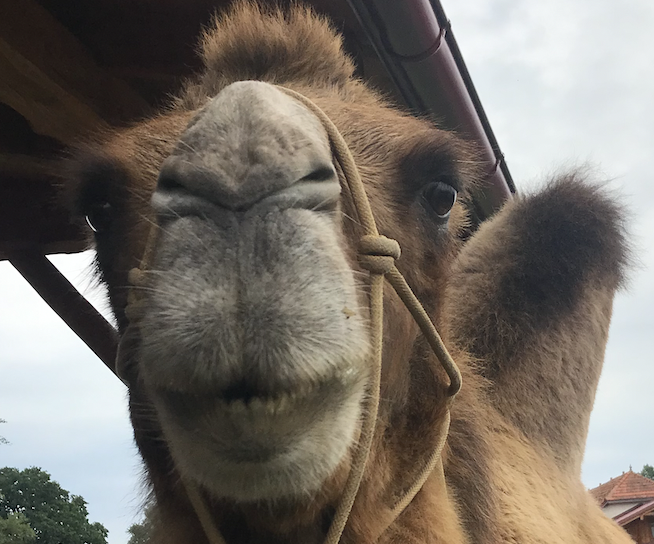 How to Befriend a Camel