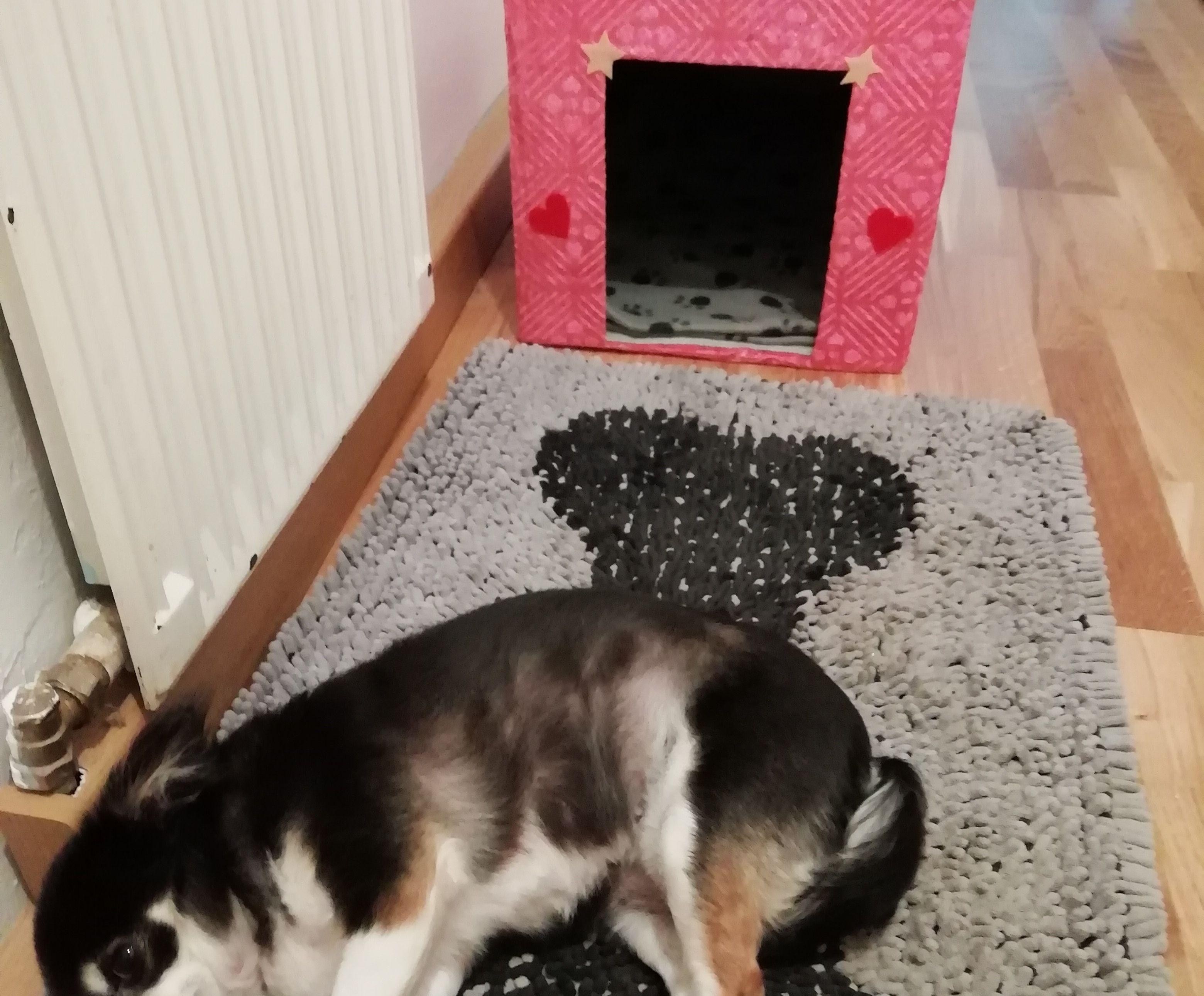 Indoor Kartonhundehütte