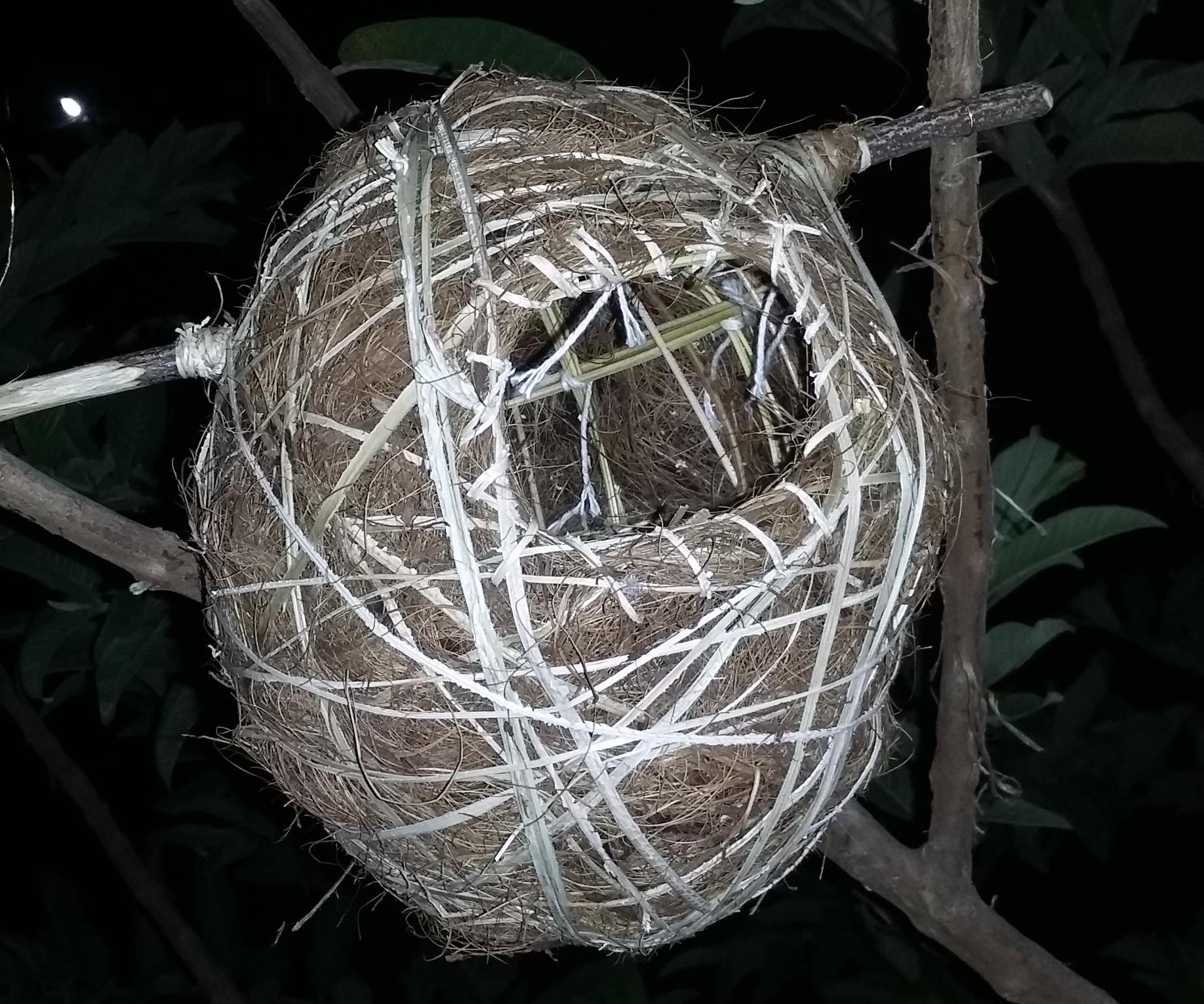 100 % Eco Friendly Birds Nest