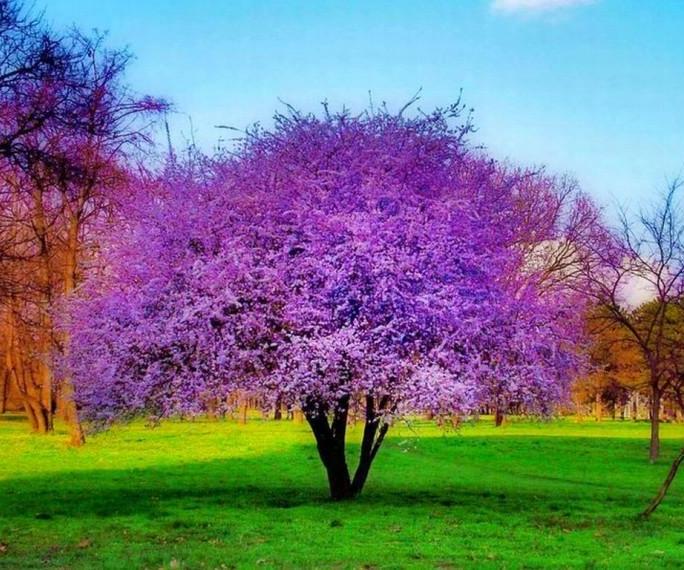 How to Draw a Purple Tree With a Lovers' Mark