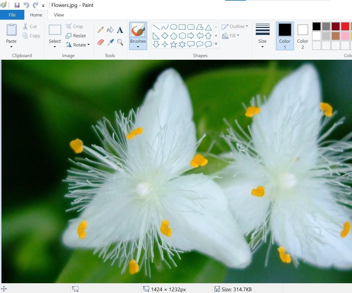 Microsoft Paint: Simple Picture Modification