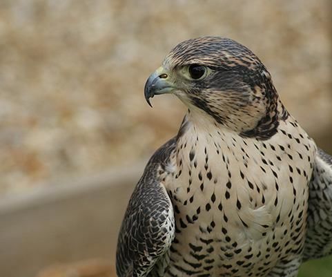 Photoshop Clipping Path - Remove Image Background