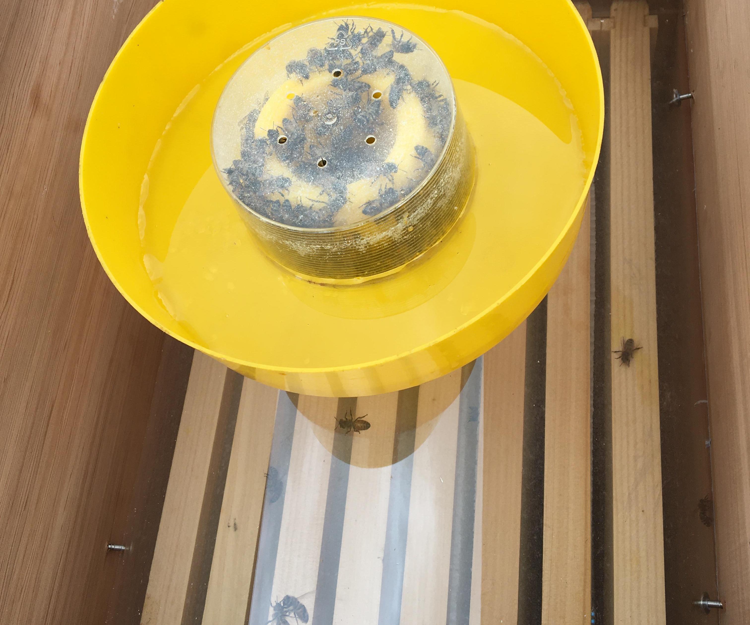 DIY HONEY BEE HIVE OBSERVATION DOME WITH IN HIVE FEEDER