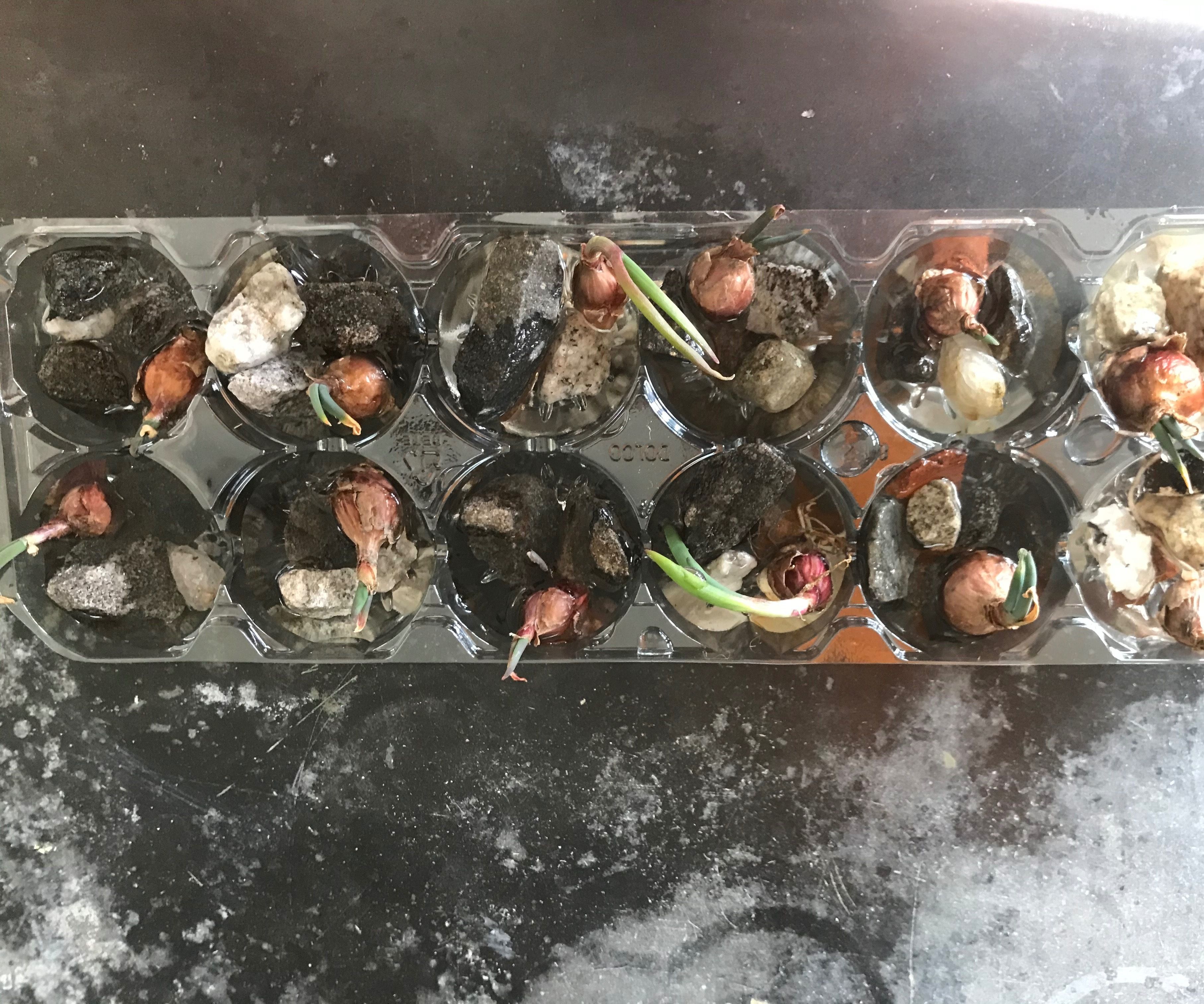   DIY Hydroponic Green Onion System!