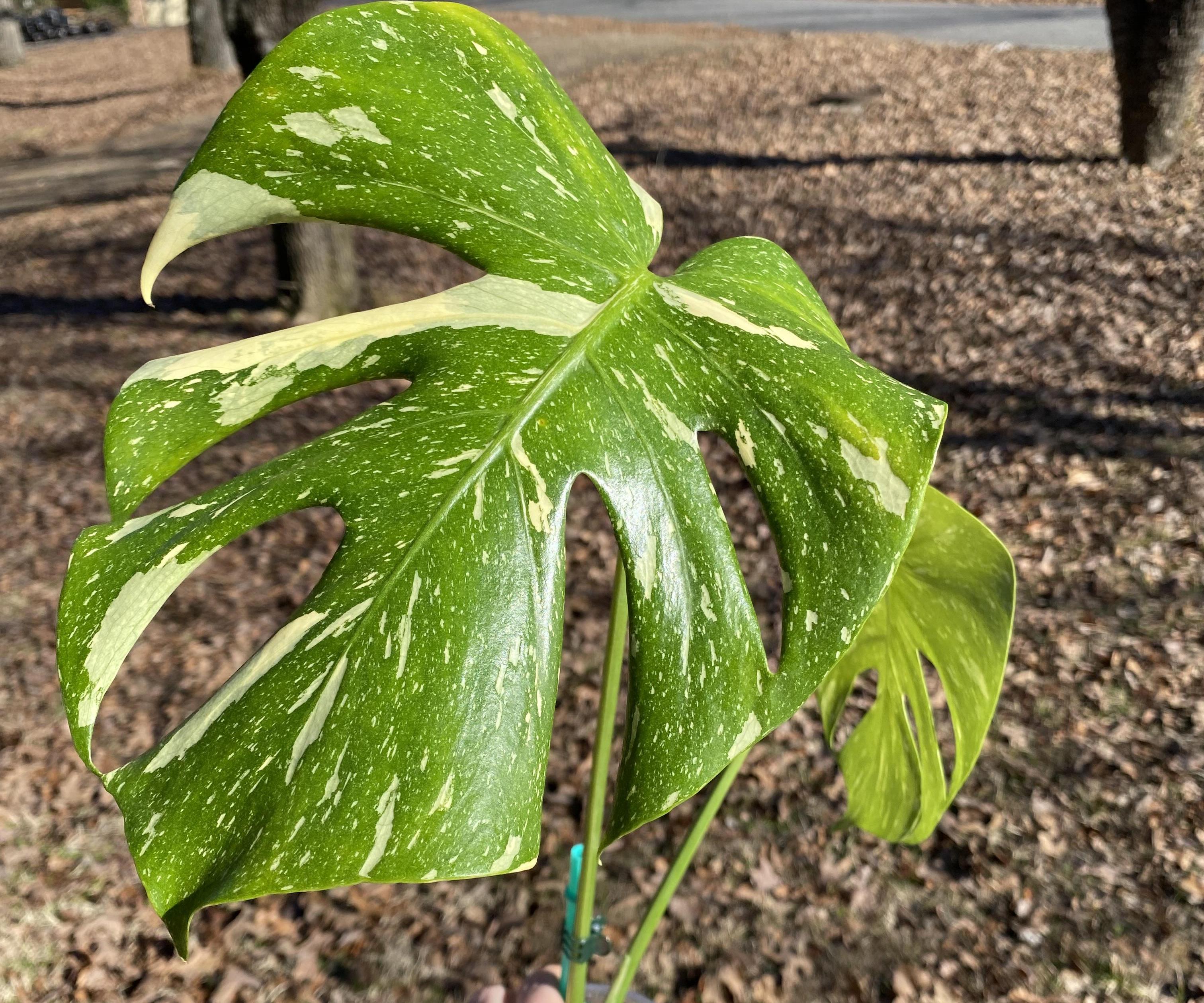 Planting a Monstera Thai Constellation