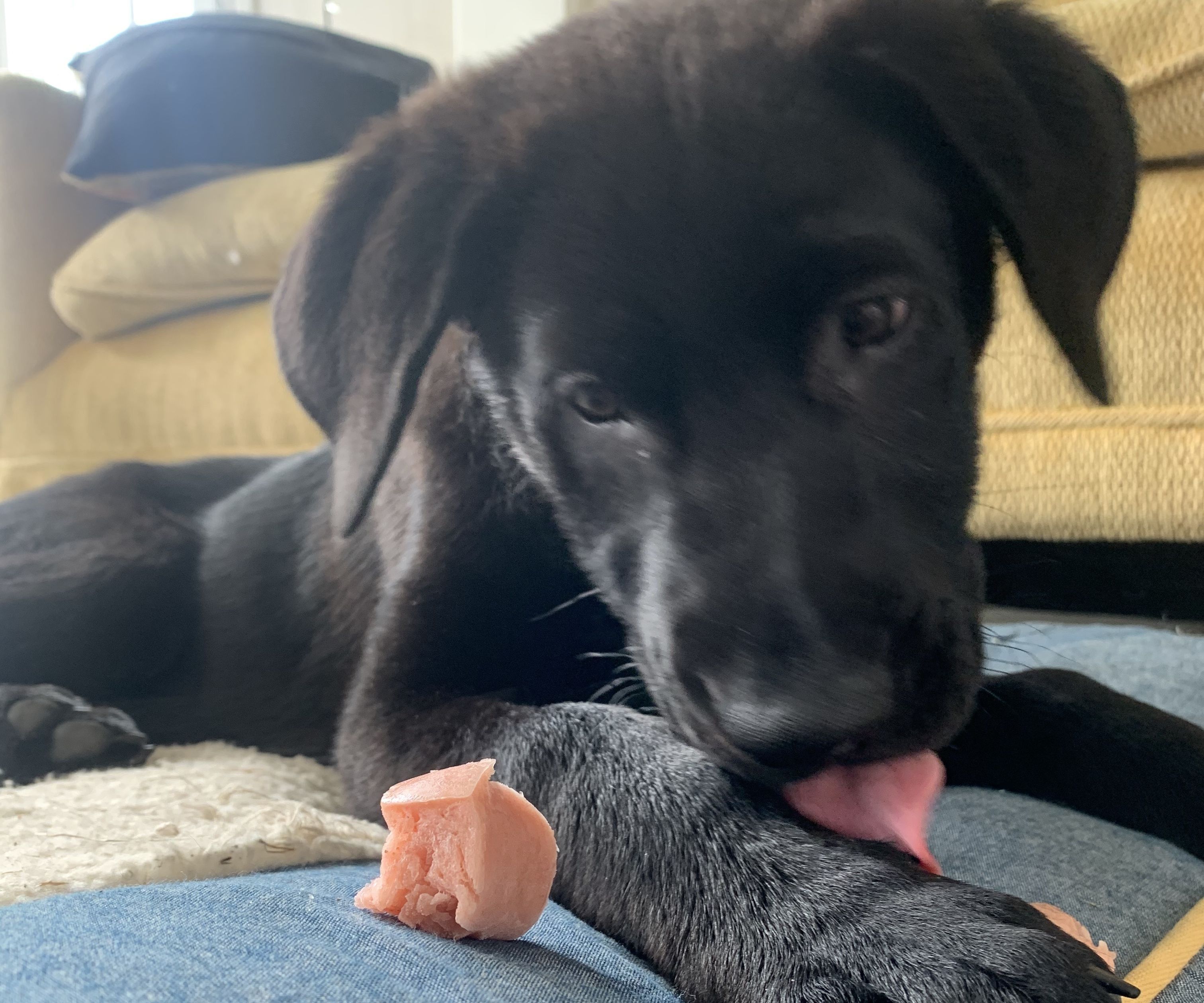 Dog Days of Summer Pops: a Treat for People and Pups