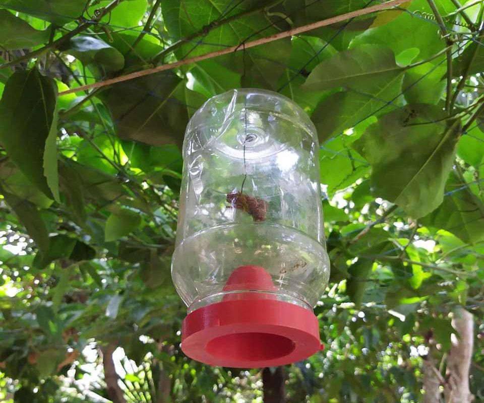 Pest Trap for Kitchen Garden 