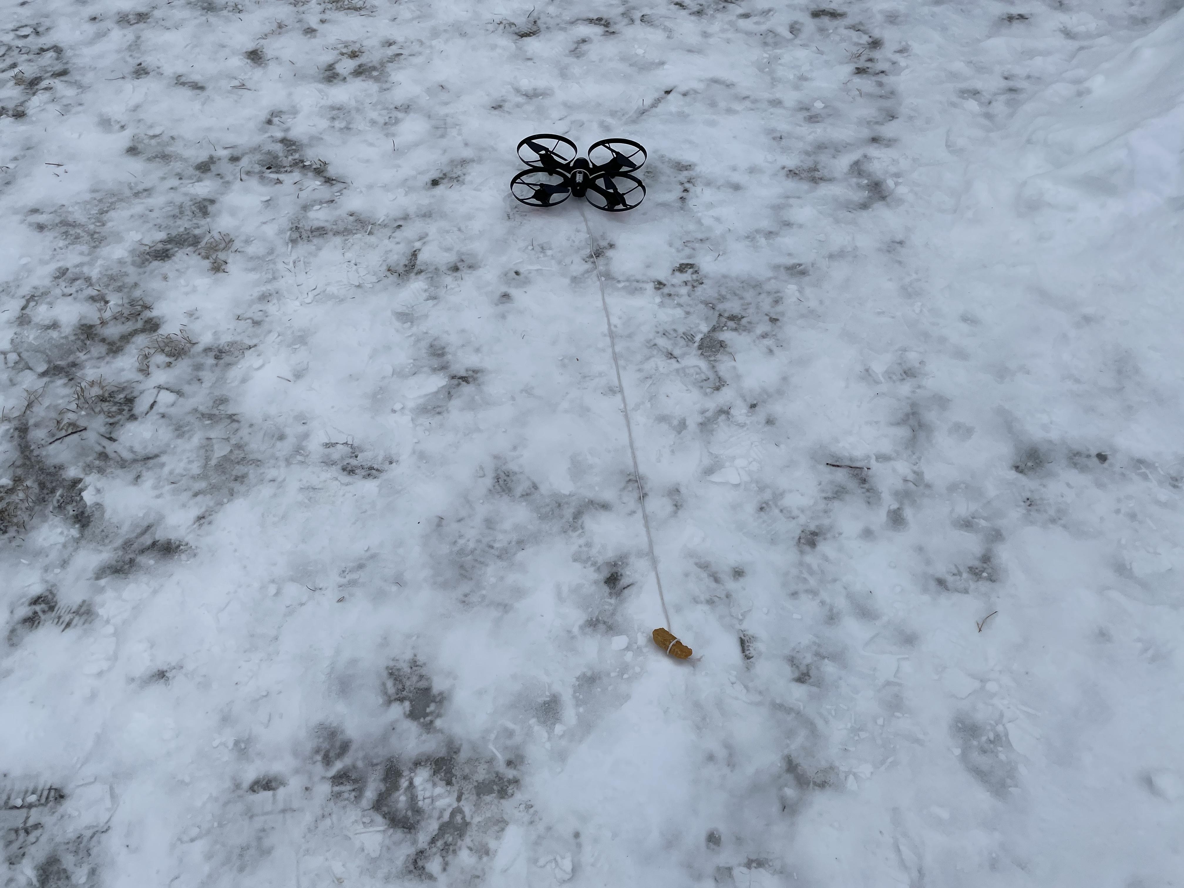 Easy Exercise for Your Dog!